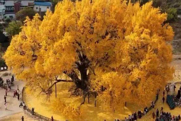 Gingko Corea del Sud