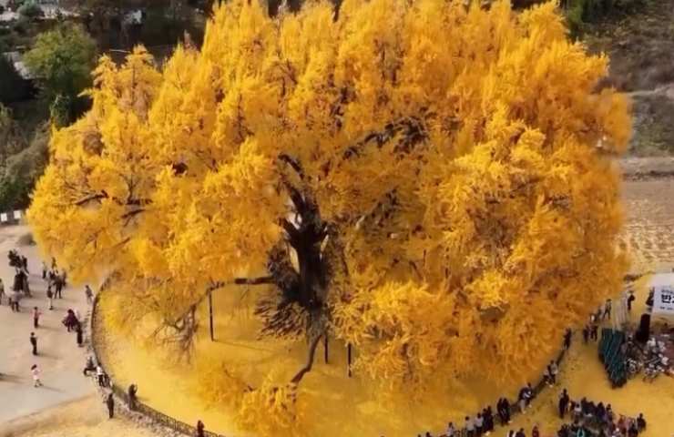 Gingko in Corea del sud