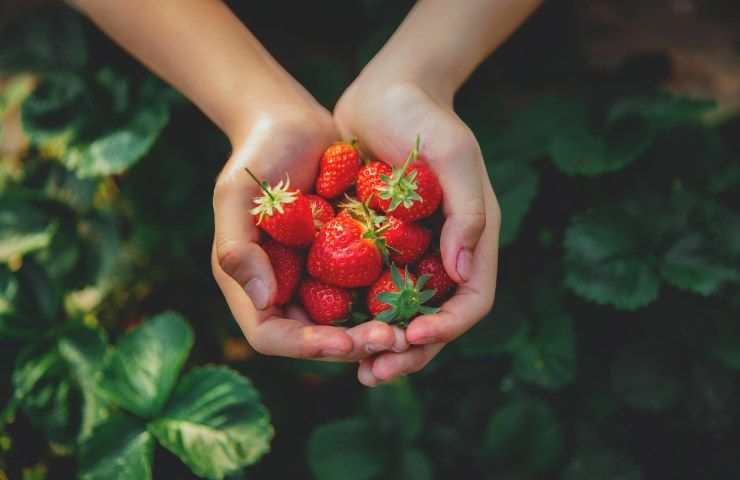 Latte di fragola per colazione