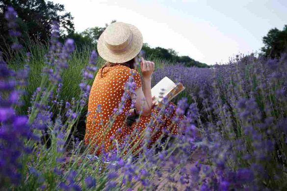 Lavanda in Provenza