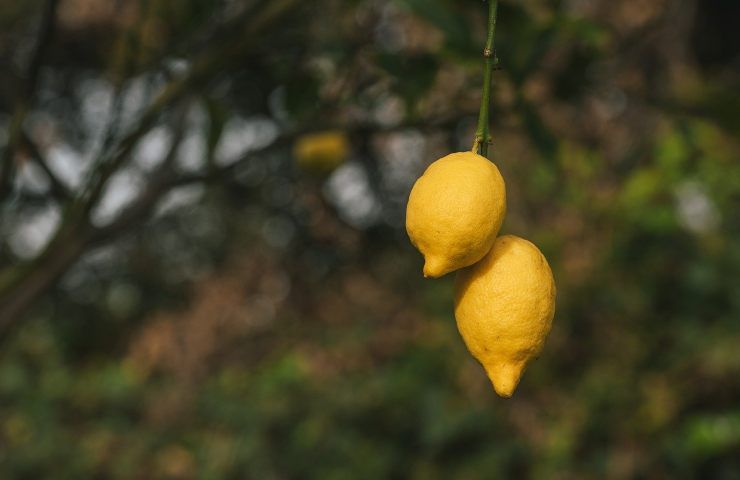 Limone sul ramo