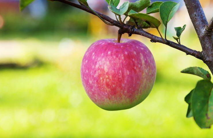 Mela rosa fragola sull'albero