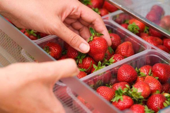 Quanto tempo durano le fragole in frigo