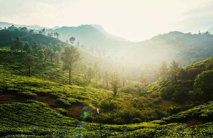 Riserva naturale di Wayanad a Kerala - India