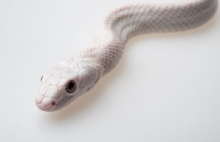 Serpente bianco