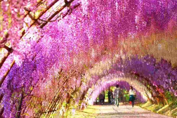 Wisteria tunnel in Giappone