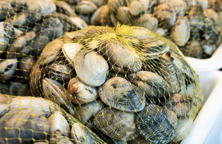 Come congelare e scongelare le vongole