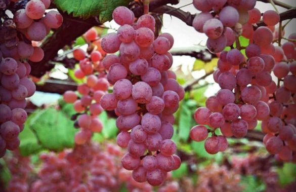 Uva Koshu