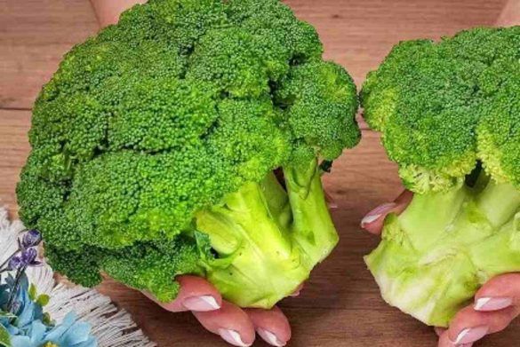 Broccoli