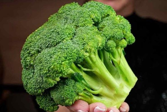 Broccolo