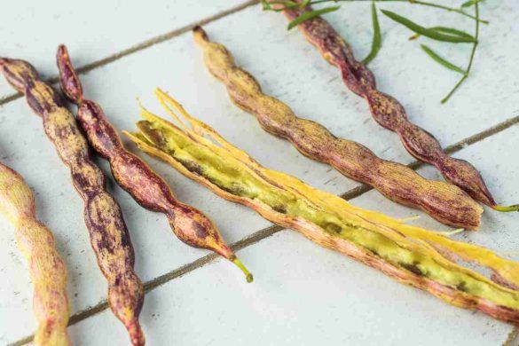 Mesquite legume